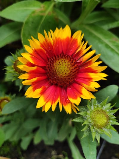 The image displays a close-up of a vibrant flower with red and yellow petals, possibly a blanket flower (Gaillardia). The flower is centered in the frame, with water droplets visible on its petals, suggesting recent rain or dew. To the right of the main flower, a green, spiky bud is partially visible, also with small white hairs. The background consists of lush green foliage and a dark, out-of-focus area, hinting at a garden setting. No people or specific landmarks of Tosno, Russia are identifiable in this image.