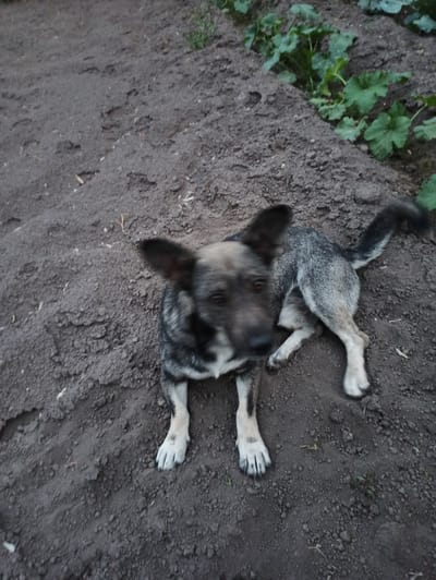 This is a medium-shot, slightly angled, outdoor photograph of a dog lying on dark, dry soil. The dog appears to be a medium-sized breed with a mix of gray, black, and tan fur. Its body is mostly facing away from the camera, but its head is turned towards the viewer. The dog's ears are pointed upwards, and its eyes are dark. Its tail is raised and curled. The dog's legs are splayed out, with its front paws extended and its hind legs bent. The soil is rough and clumpy, with some small stones and dry plant matter visible. In the upper left corner of the image, there are a few green leaves, suggesting the presence of plants or vegetation nearby. The lighting suggests it is daytime, likely overcast or shaded, as there are no strong shadows. The scene is simple and natural, without any man-made objects or structures immediately visible. The overall impression is one of a dog relaxing or perhaps looking up expectantly in its natural environment.