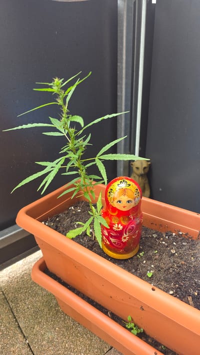 The image shows a potted plant with several green leaves and buds, likely a cannabis plant, in a brown plastic planter. The planter is filled with dark soil and contains a few small green weeds. Next to the plant is a red and yellow nesting doll with a painted face and floral patterns. In the background, a blurry, light-colored figurine, possibly a cat, is visible. The scene appears to be outdoors, possibly on a balcony or patio, given the textured grey ground visible at the bottom right. The lighting suggests it is daytime, with natural light illuminating the scene. The overall setting is simple and domestic, with the focus on the plant and the decorative nesting doll. There is no visible text in the image. The orientation of the image is rotated 90 degrees counter-clockwise.
