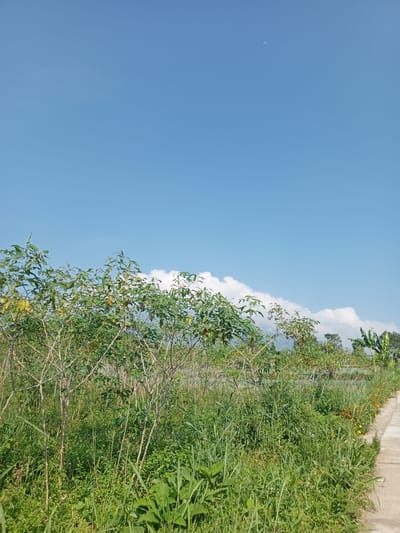 The image depicts a rural scene in Ban Katan, Laos, dominated by dense vegetation under a clear blue sky. In the foreground is a patch of tall grass mixed with various weeds and leafy plants. Behind the grass, there are several trees, their branches partially covered with green foliage. A line of puffy white clouds runs horizontally across the middle of the frame, serving as a backdrop to the trees. In the upper portion of the image, the sky is a solid blue, with a faint crescent moon visible in the distance. A concrete path runs along the right edge of the frame, bordered by vegetation. The scene is tranquil and natural, suggesting a location outside the urban center of Ban Katan.