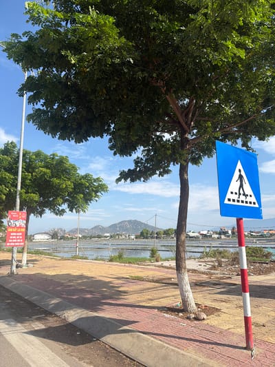 The image captures a bright, sunny roadside scene in Ninh Chu Ward, Vietnam, featuring lush trees, a pedestrian crossing sign, and a distant landscape. A large tree with dense green foliage occupies the left side, its trunk and branches extending upwards and across the frame.

A prominent blue, triangular pedestrian crossing sign is positioned to the right of the main tree, featuring a white walking person figure on a white arrow pointing right, alongside a representation of a black-and-white striped crosswalk. Further to the right, a red and white striped barrier pole runs horizontally, separating the paved sidewalk from what appears to be a grey paved road. The sidewalk itself is made of patterned paving stones in shades of terracotta and light yellow.

In the background, a body of water, possibly an aquaculture farm or canal, stretches out, reflecting the sky. Beyond the water, distant mountains rise under a hazy sky, and scattered buildings are visible along the horizon. Another tree with similar green foliage is seen in the lower right, and attached to a pole next to it is a red banner with white Vietnamese text. The text reads: "TOÀN DÂN BẦU CỬ SÁNG SUỐT LỰA CHỌN NHỮNG NGƯỜI ĐỦ ĐỨC, ĐỦ TÀI VÀO QUỐC HỘI VÀ HỘI ĐỒNG NHÂN DÂN!" (translating to "All people vote wisely choose those who are virtuous, talented for the National Assembly and People's Council!"). The scene is bathed in bright daylight, indicating midday, with clear skies and visible shadows from the trees. No people or specific activities are depicted, but the pedestrian sign implies an area for foot traffic.