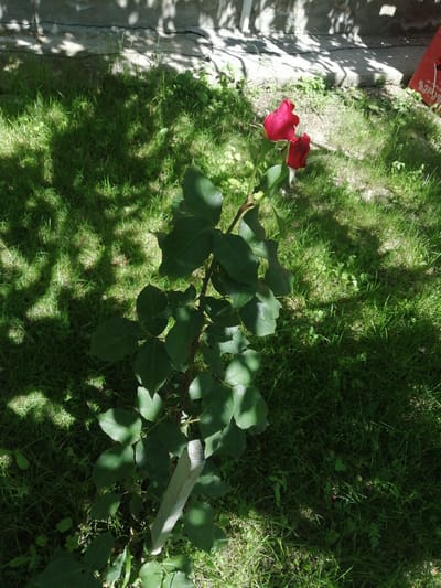The image depicts a close-up view of two red roses blooming on a bush, with a wooden stake supporting the plant. The roses are vibrant red, with one fully bloomed and the other a tightly closed bud. Green leaves with a waxy sheen surround the flowers. The bush is planted in a patch of green grass, which appears to be in a yard or garden area. Sunlight casts dappled shadows from nearby foliage onto the grass and the wall in the background. The wall, made of concrete or stucco, shows signs of age and has a rough texture. In the upper right corner, a portion of a red object, possibly a sign or a container, is visible. The overall scene suggests a sunny day in an outdoor setting. The location is identified as Dedoplistskaro, Georgia.