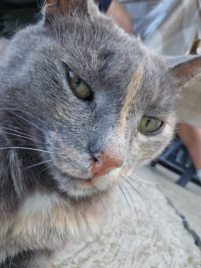 The image displays a close-up, downward-angled portrait of a domestic cat situated outdoors in the city of Devnya, Bulgaria. The cat exhibits a dilute calico or blue-cream tortoiseshell coat pattern, characterized by patches of grey, light cream, and subdued orange-brown fur. Its eyes are a prominent green with vertically slit pupils. A pale pink nose and a mixture of white and some darker individual whiskers are clearly visible. Small white particulate matter is scattered on the grey fur, particularly near the left eye. A minute clear liquid droplet is present on the fur above the right eye, and a tiny dark speck is located below the right eye. The cat's gaze is directed towards the viewer's left, with its head slightly angled downward. The background, rendered with a shallow depth of field, reveals blurred human skin tones and light-colored textile, suggesting proximity to a person. The cat appears to be resting on or adjacent to a rough, light-colored concrete or paved surface, visible in the lower portions of the image.