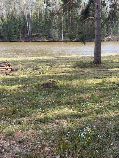 The image captures a serene natural landscape in Мишкино, Russia, under bright daylight. A calm, brownish body of water, possibly a river or lake, stretches horizontally across the midground. On the far side of the water, a dense forest stands, characterized by tall coniferous trees and lighter-barked deciduous trees, likely birches, particularly visible on the left side of the opposing bank.
In the foreground, a grassy bank slopes gently down towards the water. A large, prominent tree trunk, appearing to be a conifer like a pine, stands upright on this bank, its branches extending out of view but suggesting a substantial tree. The ground cover on the bank consists of a mix of green and dry, lighter-colored grass. Numerous small, white, star-shaped wildflowers are scattered throughout the grass, particularly dense in the sunlit patches, indicating early spring. Long shadows are cast across the grass from the trees, suggesting a sunny day with the sun at a moderate angle, perhaps morning or late afternoon.
Towards the bottom right of the frame, a stack of cut logs or wooden stakes is visible on the grassy bank. No people or visible text are present in the image, emphasizing the quiet, untouched natural environment. The overall scene conveys a sense of peacefulness and natural beauty.