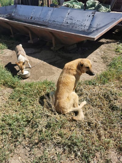 In Carbuna, Moldova, two dogs are visible in an outdoor setting. A lighter-colored dog with brown markings is drinking from a metal bowl filled with a white liquid, possibly milk, placed on the dirt ground. This dog is tethered by a chain. A larger, tan-colored dog is sitting nearby on dry grass and sparse green vegetation. Behind the dogs, a large, weathered metal trough or feeder is elevated on wooden supports. The background suggests a rural or agricultural environment, with some debris and fencing visible. The lighting indicates it is daytime with bright sunlight casting shadows.