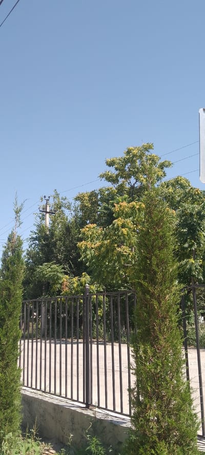 The image captures a clear, bright day with a vibrant blue sky. In the foreground, a tall, conical evergreen tree stands to the right, with another similar tree on the far left edge of the frame. Between these trees, a black metal fence with vertical bars runs horizontally across the image, separating the viewer from the background. Behind the fence, a pale, dusty path is visible.

The background is dominated by lush green foliage and trees. Some of the trees have lighter green or yellowish leaves, suggesting they may be deciduous and experiencing some seasonal change, or are a different species. A utility pole with electrical wires is visible among the trees, indicating the presence of infrastructure. The overall scene suggests an outdoor setting, possibly a park, garden, or the grounds of a property. The bright sky and clear visibility point to it being daytime, likely mid-morning to early afternoon, with fair weather. There are no people or animals visible, and no text is present in the image. The setting appears to be in Yangiyer, Uzbekistan, as per the location context. The composition and lighting create a tranquil and serene atmosphere.