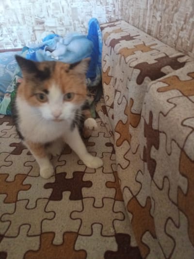 A calico cat sits on a couch with a puzzle-piece pattern. The cat has white, orange, and black fur and is looking at the camera with a neutral expression. The couch is covered in a beige fabric with a repeating pattern of interlocking puzzle pieces in brown and tan. Behind the cat, a blue blanket is visible, and beyond that, a wall with patterned wallpaper. The lighting suggests it is daytime. The overall scene appears to be indoors, in a home setting in Tatarsk, Russia. No visible text is present in the image.