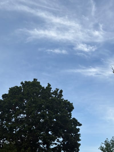 The image shows a view of the sky from ground level in Riverhead, United States of America. The sky is a light blue with wispy white clouds scattered across it. In the lower left portion of the image, the dense green foliage of a large tree canopy is visible, taking up a significant portion of the frame. The tree appears to be in full leaf, suggesting it is either late spring or summer. The tops of other trees can be seen in the distance, also against the sky. The scene is devoid of people or any obvious man-made structures. The overall impression is one of a natural outdoor environment.