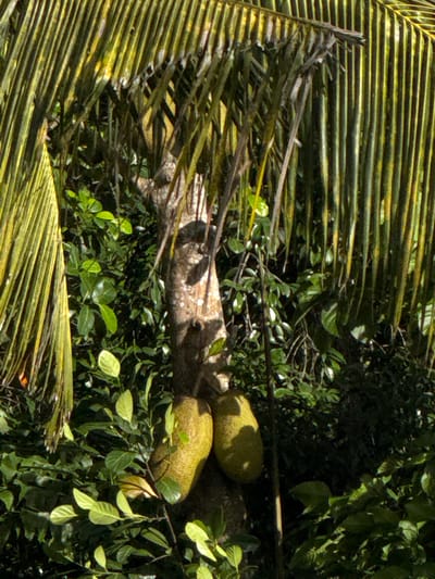 The image captures a close-up view of a jackfruit tree in Arachikanda, Sri Lanka. Two large, ripe jackfruits are visible hanging from the tree's trunk amidst lush green foliage. The fruits are yellowish-green and have a spiky exterior, characteristic of jackfruit. Palm fronds, with their distinctive elongated leaves, overhang the scene from above, creating a dappled light effect on the tree and fruits. The environment appears to be a natural, outdoor setting, likely a garden or plantation, with dense vegetation surrounding the tree. No people or animals are present in the frame.
