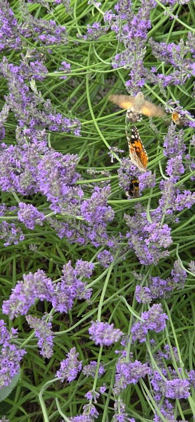 This is a close-up, top-down shot of a cluster of lavender plants in bloom. The lavender flowers are a vibrant purple, with thin green stems and leaves visible throughout the frame. The scene is bustling with insect activity.
A Hummingbird moth is prominently featured, its wings blurred with motion as it hovers near a lavender spike, likely feeding on nectar. Its body is a mottled brown and grey, with hints of orange on its wings. Beside the moth, a Painted Lady butterfly is visible, with its distinctive orange, black, and white patterned wings. It is perched on a lavender flower, also appearing to feed.
Further in the background, a bumblebee can be seen on a lavender blossom, its fuzzy black and yellow body characteristic of its species. The presence of these pollinators suggests a natural, outdoor setting.
The lighting suggests daytime, possibly late morning or afternoon, with soft, diffused light that highlights the colors of the flowers and insects without harsh shadows. The lushness of the lavender indicates a temperate climate and a healthy growing season. Given the location context of Manderbach, Germany, this scene likely depicts a garden or a field in bloom during the summer months. The overall impression is one of a peaceful, natural scene filled with the activity of the ecosystem. There is no visible text in the image.