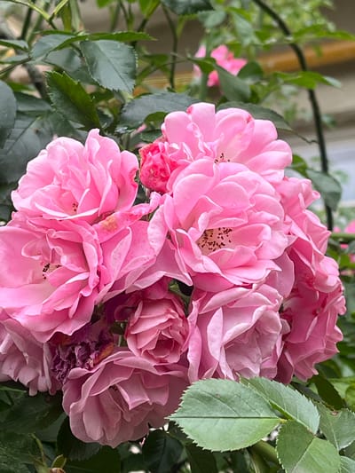 A close-up, eye-level, medium shot captures a cluster of vibrant pink roses with dark green leaves in Kislovodsk, Russia. The roses are in various stages of bloom, with some fully open and others tightly furled. The petals are delicate and layered, showcasing a soft, feminine texture. The leaves are glossy and healthy, with serrated edges. The background is softly blurred, suggesting a garden setting with hints of a fence or trellis. The lighting is natural and diffused, highlighting the rich colors of the flowers.