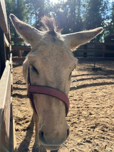 A close-up shot captures the face of a light-colored donkey wearing a dark red halter. The donkey is standing in a sandy enclosure with wooden fencing on the left side of the frame. The background shows more wooden fencing, and trees under a bright, sunny sky with lens flare. The lighting suggests it is daytime. The setting appears to be an animal enclosure or farm.