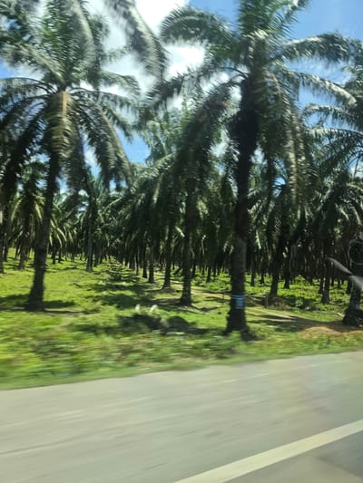 The image depicts a view from a moving vehicle, likely on a road in Seumadam, Indonesia. The scene features a row of palm trees lining the roadside, adjacent to a grassy area. The sky is visible through the palm fronds, displaying blue patches and scattered clouds. The foreground is dominated by a blurred expanse of pavement, indicating motion. There are no people visible in the frame.
