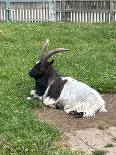 In Bassum, Germany, a black and white goat with large horns is resting on the dirt ground in a grassy enclosure. The goat is facing left and is lying down with its legs tucked under its body. Its fur is a mix of black and white, with a black head and neck and white fur on its body. The enclosure has a wooden fence in the background and is covered in green grass with small white flowers scattered throughout.