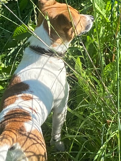 A brown and white dog stands in tall green grass in Bol'shoe Zaborod'e, Russia. The dog is facing to the right, with its head turned slightly away from the camera, revealing its snout and eye. Its fur is a mix of white and reddish-brown patches, and it is wearing a dark collar. The grass is lush and green, with some thin stalks and wider leaves. Sunlight filters through the grass, casting shadows on the dog and the surrounding foliage.