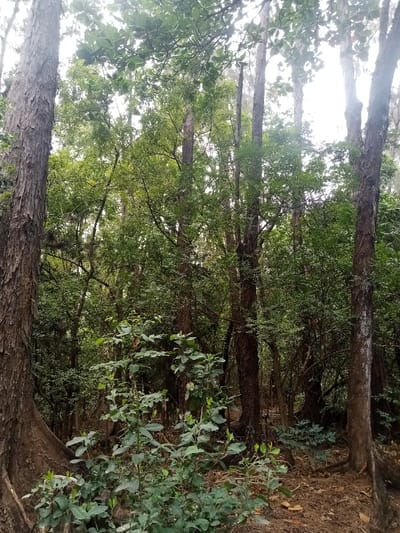 The image depicts a dense, verdant forest environment located in Ziwa La Ng'ombe ward, Kenya. The scene is dominated by numerous trees of varying heights and trunk diameters, characterized by rough, textured bark in shades of brown and grey. Lush green foliage forms a dense canopy, with brighter light visible through gaps at the top of the frame, indicating an overcast sky or diffused overhead sunlight. The foreground features a large tree trunk on the far left with visible buttress roots, and a cluster of smaller, leafy green shrubs and plants growing from the forest floor. The ground is covered with a layer of dry, brown leaves and organic debris. No human presence, animals, structures, or artificial objects are visible. The overall impression is one of natural, undisturbed woodland.