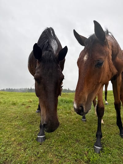 Two horses, one dark brown and one lighter brown, are standing in a grassy field. The dark brown horse is on the left, facing forward with its head down. The lighter brown horse is on the right, also facing forward with its head down. Both horses appear to be wet, possibly from rain. The background consists of a green field and a blurry line of trees under a cloudy sky. There are no people visible in the image. This scene is located in the vicinity of Galinė, Lithuania.