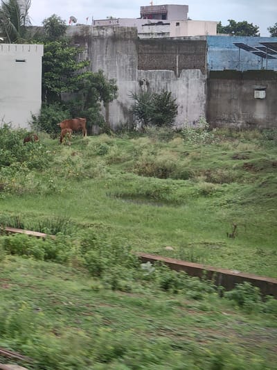 The image depicts a rural or semi-urban scene in Timarni, India. In the foreground, lush green grass and vegetation cover the ground, with a concrete structure running horizontally across the lower part of the frame. In the middle ground, three brown cows are grazing on a grassy embankment. One larger cow stands to the right, while a smaller calf grazes to its left, and another cow is visible further to the left, partially obscured by foliage. Behind the cows, a concrete wall runs across the mid-ground, showing signs of age and weathering. Beyond the wall, several buildings are visible. On the left, a white building with vertical decorative elements stands partially. To its right is a tall, grey concrete structure, likely a wall or part of a building, with vegetation growing on it and around it. Further to the right, a building with a blue-tiled roof is present, with solar panels installed on it. The sky above is overcast. The overall impression is one of a tranquil, somewhat unkempt environment with a mix of rural and developing urban elements.