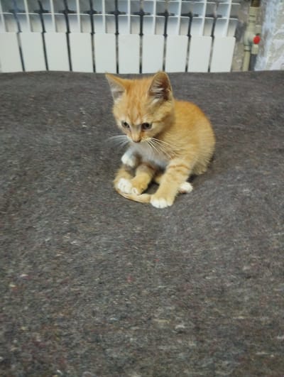 An orange tabby kitten with white paws is sitting on a grey, textured surface. The kitten is looking down at its paws, which are tucked underneath its body. In the background, there is a white radiator with vertical slats. To the right of the radiator, there is a pipe with a red valve. The scene appears to be indoors, possibly in a home in Vinkivtsi, Ukraine. The lighting is somewhat dim, creating soft shadows. The focus is primarily on the kitten, with the background slightly blurred.