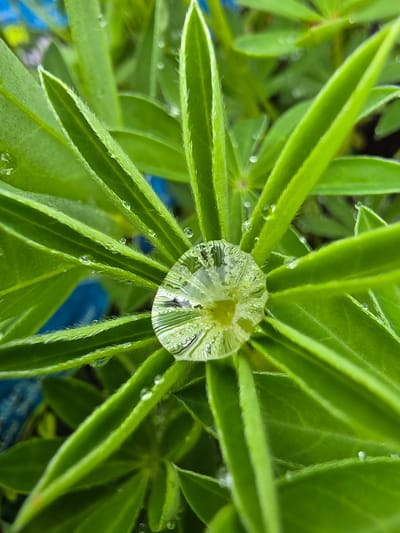 The image depicts a close-up view of bright green lupine leaves, arranged in a radiating pattern, with a large water droplet at the center. The droplet distorts the leaves beneath it, creating a rippled effect. Smaller water droplets are scattered on the leaves. The background is blurred, with hints of blue. The location is specified as Mlčechvosty, Czechia, but there are no identifiable location markers in the image. There are no people, subjects, objects, actions or interactions.