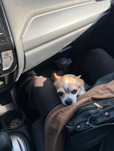 A small, brown and white chihuahua-like dog rests its head on a person's lap inside a car. The person is wearing dark pants and has a black purse slung across their body. The car's dashboard and console are visible, with buttons and a cup holder containing coins. The dog gazes towards the camera with large, dark eyes.