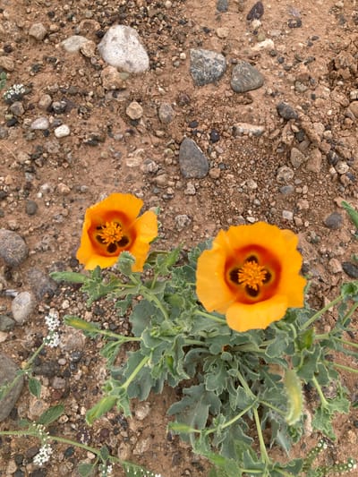Two bright orange California poppies bloom in a patch of dry, rocky soil. The flowers are open, revealing their dark centers and prominent stamens. The leaves of the poppy plant are a dusty green and have a slightly serrated edge. Scattered around the poppies are small white flowers and various sized pebbles and rocks. The background is composed of more dry earth and stones, suggesting a desert or arid environment. The image appears to have been taken outdoors, likely during daylight hours, given the lighting and the natural setting. There is no indication of human presence or any structures.