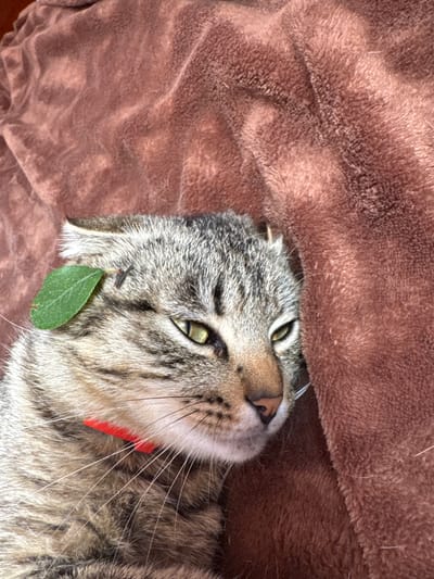 A tabby cat, wearing a red collar, is partially hidden under a plush, brown blanket. The cat's head is tilted, and its green eyes are open, looking upwards. A small, green leaf is attached to a whisker near the cat's nose, possibly a result of playing outdoors. The setting appears to be indoors, given the soft blanket. The lighting suggests daytime. There is no visible text in the image.