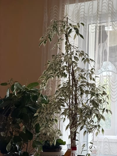 The media file depicts an indoor scene, likely a home in Stryi, Ukraine, with a focus on a variegated ficus plant. The plant's branches, adorned with small, slender leaves mottled with green and white, extend across the frame. Some branches are supported by a horizontal wooden structure, possibly a trellis or stand. The background features a window covered by sheer, decorative curtains that cast intricate patterns of light and shadow. Through the window, greenery and the suggestion of daylight are visible, indicating it is daytime. On a surface near the window, several objects are partially visible, including what appear to be bottles, one with a red cap and another with orange liquid. The overall mood is calm and natural, emphasizing the plant's presence in a domestic setting. There is no visible text.