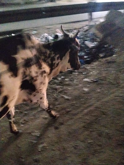 In a dimly lit area in Anantapur, India, a white cow with black spots is walking past a pile of trash. The background is dark and out of focus.