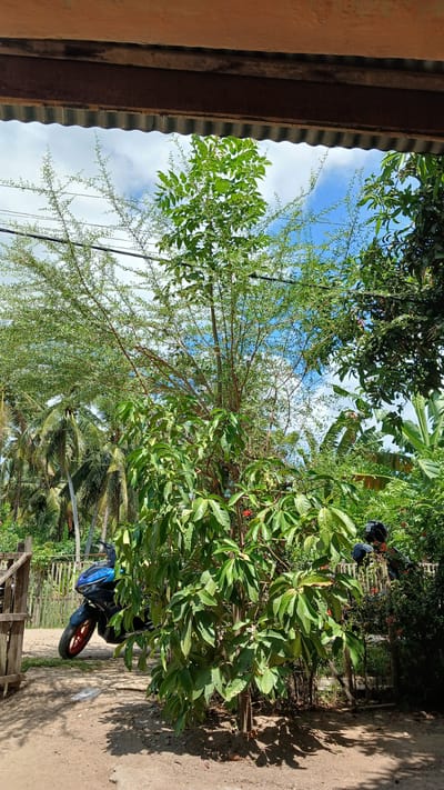 In Kualacangkoi, Indonesia, this outdoor scene captures a partially obscured view from under a corrugated metal roof. A large tree with abundant green foliage dominates the foreground, its branches reaching towards a bright blue sky dotted with white clouds. To the left, a blue motorcycle with red accents is parked on a dirt path next to a wooden fence. In the background, lush green palm trees and other tropical vegetation are visible. Two helmets rest on the back of a motorcycle parked behind the foreground tree, suggesting human presence in the vicinity. The ground is composed of dry soil and sand, with shadows cast by the trees.