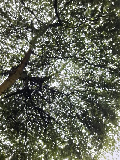 The image is a low-angle shot looking up through the dense foliage of a tree, with the sky visible through the gaps in the leaves. The branches and leaves are a dominant feature, creating a dappled effect of light and shadow. The tree trunk is partially visible on the left side of the frame, appearing rough and textured. The overall impression is one of being immersed in nature, with the focus on the organic shapes and textures of the tree. The lighting suggests it is daytime, with the bright sky indicating potential sunlight filtering through. There are no people or specific landmarks visible that would definitively place this image in Richmond, United Kingdom, or any other specific city.