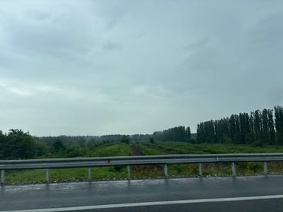 The image displays a roadside view on a cloudy day, with a wet asphalt road in the foreground. A metal guardrail separates the road from a grassy embankment. Beyond the embankment, there are fields with tilled rows, interspersed with lush green vegetation and trees. A dense line of tall, dark trees forms a treeline in the middle distance, and further beyond, the landscape appears hazy with rolling hills. The sky is overcast with gray clouds. The scene is consistent with the rural outskirts of Lanchkhuti, Georgia, given the prevalence of agricultural fields, varied tree lines, and the typical Georgian climate characterized by overcast skies and occasional rain. No people or vehicles are visible in the frame.