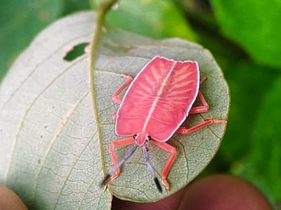 A close-up shot shows a bright pink stink bug on a green leaf. The insect has a distinctive shield-like body with red and yellow markings, and its legs and antennae are a vivid orange. The leaf has visible veins and a small hole on its upper left side. The background is a blurred green, suggesting a natural outdoor environment. The photograph is taken from above, focusing on the bug and the leaf. The image is sharp and well-lit, highlighting the intricate details of the insect's exoskeleton and the leaf's texture. There is no indication of human presence or activity in the scene.