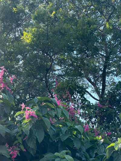 The image shows a close-up view of lush green foliage and vibrant pink flowers against a backdrop of dappled sunlight filtering through dense tree branches. The flora appears to be thriving, with large, broad leaves and delicate clusters of pink blossoms. The overall impression is one of natural beauty and abundance. The scene is situated outdoors, suggesting a garden or natural landscape within the city of Karangasem, Indonesia. The lighting indicates it is daytime, with the sun creating a soft, natural illumination on the leaves and flowers. There are no people or visible human activity in the frame. The environment is characterized by the vibrant colors of the plants and the interplay of light and shadow, creating a tranquil and picturesque atmosphere.