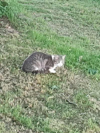 A tabby cat is resting on a patch of grass, its body curled, and its head lowered to the ground. The cat has a grey and black striped coat with white markings on its chest and paws. The grass is a mix of green and brown, with some dry leaves scattered throughout. The scene appears to be an outdoor setting, possibly a backyard or a park in Biliakiemis, Lithuania.