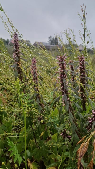 The image depicts a close-up view of several flowering plants with elongated purple and pink flower spikes, set against a backdrop of a cloudy sky and a blurred rural landscape. The plants are lush and green, with some water droplets visible on their leaves and flowers, suggesting recent rain. In the background, the blurry outlines of wooden houses and trees are discernible, hinting at a village or rural settlement. The overall impression is of a natural scene in an overcast day, possibly in the village of Podgornoye, Russia, given the context. There are no people or animals present in the image.