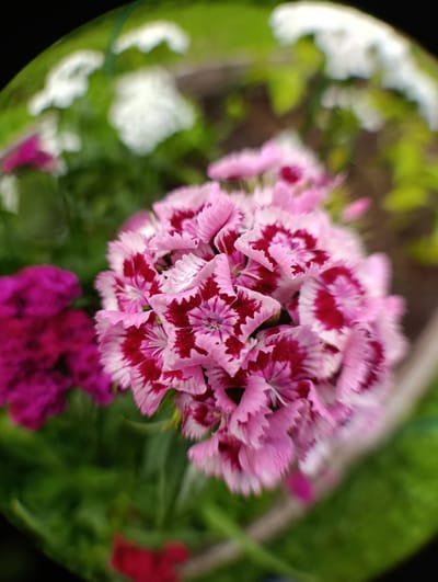 A close-up, fisheye lens photograph captures a cluster of pink and deep red carnation flowers in bloom. The main subject is a dense bloom of pink carnations with intricate deep red markings on their petals. To the left, a slightly out-of-focus cluster of darker pink or magenta carnations is visible. The background consists of soft green foliage and hints of white flowers, suggesting a garden setting. The overall impression is one of vibrant floral beauty, with a shallow depth of field that blurs the surroundings and draws attention to the detailed texture of the central flowers. The photograph does not provide any context relating to the city of Зипуново, Russia, or any people or actions.
