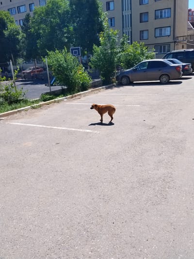 A medium-sized, short-haired, reddish-brown dog is standing in an empty asphalt parking lot under bright daylight. The dog is facing left, with its head slightly turned towards the right. Its tail is down. White parking lines are visible on the asphalt. In the background, a multi-story apartment building with cream-colored brick and blue-framed windows stands under a clear blue sky. Trees with dense green foliage are situated in front of the building. A basketball hoop with a black backboard and white rim is visible behind some bushes. Parked cars, including a dark SUV and a grey sedan, are present in the background. The scene appears to be a residential area in the city of Dagestanskiye Ogni, Russia.