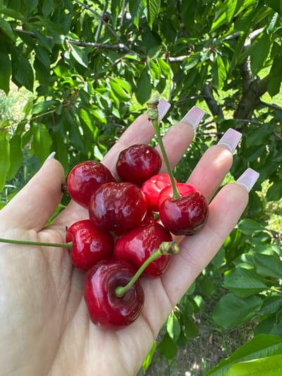 A close-up shot focuses on a handful of cherries held in a fair-skinned hand with long, squared-off nails adorned with a light pink hue. The cherries, deep red and glossy, are clustered together with stems visible. The background consists of green leaves and branches, suggesting an outdoor setting, possibly a cherry orchard. The location is Lehchevo, Bulgaria.