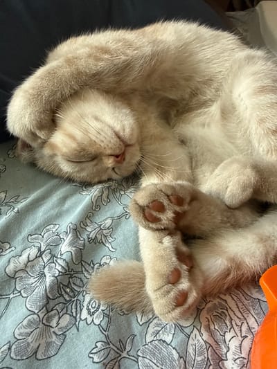 The image depicts a light-colored cat sleeping on a blue patterned blanket. The cat is curled up with its paws resting on its face, obscuring its eyes. The blanket has a floral design in shades of white and gray. Part of an orange object is visible in the lower right corner of the image. The scene appears to be indoors, likely in a domestic setting. There is no information available that would place this image in Gorno-Altaysk, Russia.