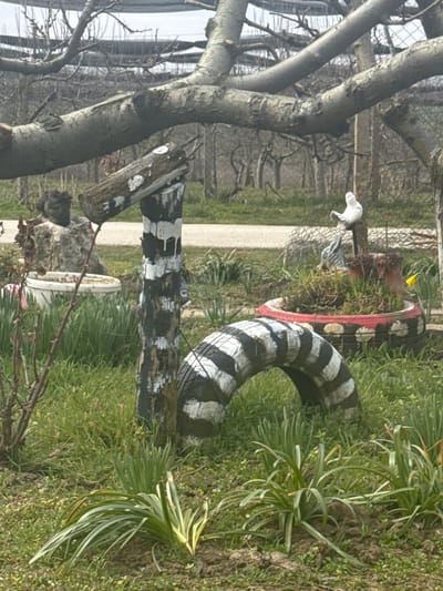 The scene, located in Polkovnik Lambrinovo, Bulgaria, depicts a garden or yard with various decorative elements and vegetation under a muted, possibly overcast sky. In the foreground, green grass and emerging ground cover extend across the lower half of the frame. A large, bare tree branch horizontally traverses the upper portion of the image. Centrally positioned, a vertical wooden post or tree stump is painted with irregular black and white stripes; white paint drips downward from a section. A smaller, horizontally oriented log, also with white paint, is affixed to the top of this striped post. To the immediate right, a section of a tire, painted with black and white stripes, forms an arch partially embedded in the ground. Further right and behind the tire arch, a red-painted tire serves as a planter, containing green foliage and a single yellow daffodil-like flower. A white bird figurine is perched on a vertical element within this red planter. To the left of the striped post, a white bucket or container is partially visible near a stone sculpture featuring a dark, sculpted head. In the midground, a light-colored dirt path or road stretches horizontally. Beyond the path, various deciduous trees and bushes, some bare and some with nascent green foliage, are visible. The background reveals an agricultural structure covered by a dark netting system, under a light, cloudy sky.