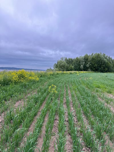 The image depicts an overcast day in Shul'dikha, Russia. A field of young green crops, likely wheat or barley, stretches into the distance in neat rows. The soil between the rows is visible, appearing dry and clumpy. To the left, a patch of vibrant yellow wildflowers blooms amidst taller green grass, bordering a body of water. In the background, a dense line of trees forms a dark green horizon against the muted sky. The overall atmosphere is somber due to the heavy cloud cover, casting a diffused light over the landscape. There are no people or animals visible in the scene.