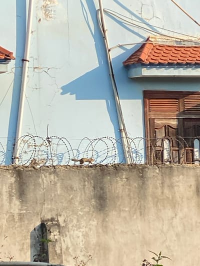 The scene, located in Đak Đoa, Vietnam, presents a weathered concrete wall topped with a coiled razor wire security barrier. A small, slender, brown, four-legged animal, resembling a squirrel, is captured in motion, running horizontally from left to right along the top of the concrete wall, positioned behind the razor wire. In the background, a light blue painted building wall displays significant cracks and peeling paint. Two vertical utility pipes and multiple electrical wires are affixed to this wall. A section of a dark brown wooden louvered window is visible on the right side of the building, beneath a small roof overhang featuring orange-red terracotta tiles. Strong, direct sunlight illuminates the scene from the left, casting distinct shadows on the blue wall.
