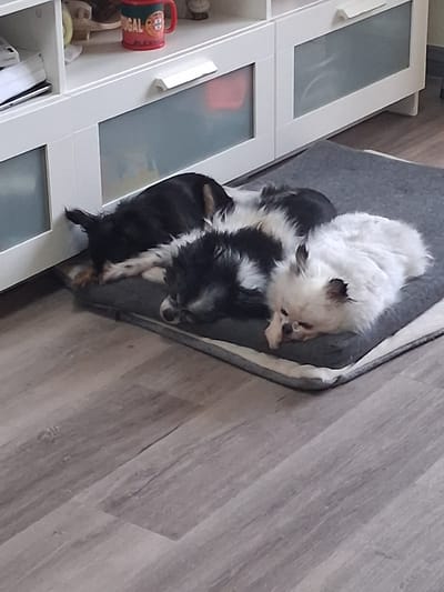 Two dogs, one white and one black and white, are lying in a gray dog bed next to a white cabinet. The scene is indoors, with a wood-look floor. A red object is visible on a shelf of the cabinet. Figueira da Foz, Portugal, is not directly indicated in the image.
