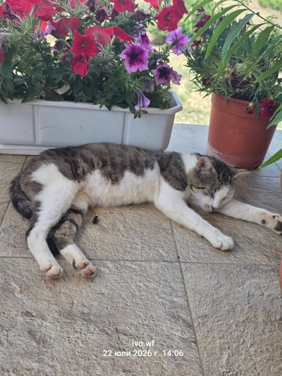 The image depicts a tabby and white cat sleeping on a tiled surface outdoors. The cat is lying on its side with its head resting on its paws. In the background, there are two potted plants with vibrant flowers, one in a white rectangular planter and the other in a terracotta pot. The scene is lit by natural light, suggesting it is daytime. The bottom right corner of the image contains text that reads "ivo.wf 22 юли 2026 г. 14:06". This suggests the photo was taken on July 22, 2026, at 2:06 PM. The location in the city of Chal, Bulgaria, is not explicitly visible in the image itself, but the timestamp implies it was taken at that time and date.