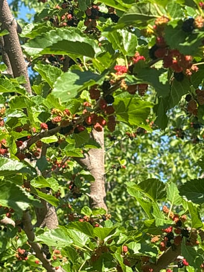 The image shows a close-up view of a mulberry tree branch laden with ripening mulberries. The berries are a mix of red and dark purple, indicating various stages of maturity. Lush green leaves surround the fruit, creating a vibrant contrast. Sunlight filters through the canopy, casting dappled light on the scene. The background consists of more foliage and a hint of blue sky. The image appears to be taken outdoors, likely in a garden or park setting within Podilsk, Ukraine, given the context provided. There are no people or animals visible in the frame.