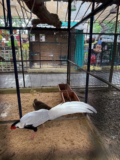 A long-tailed silver pheasant stands inside a wire cage enclosure at the Nashik Zoo in Nashik, India. The cage floor is covered with a brown, straw-like substrate. Two brown planter boxes are attached to the cage wall. Beyond the primary cage, other cages are visible with various items inside, including plants, decorations, and what appears to be an inflatable Mickey Mouse figure.