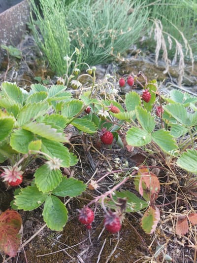 This image depicts a close-up view of wild strawberry plants growing in a natural setting. The foreground is dominated by lush green strawberry leaves and several bright red berries in various stages of ripeness. Some berries are small and greenish-red, while others are fully red and appear plump. The plants are rooted in dark soil mixed with dry grass and fallen leaves. In the background, a patch of tall, thin green grass, possibly horsetail, grows behind the strawberry plants, with a weathered, grey stone or concrete structure to the far left. The lighting suggests it is daytime, with the sun illuminating the scene from an unseen angle, creating soft shadows. The overall impression is one of a peaceful, natural environment, likely a woodland edge or a wild patch of ground. There is no visible text in the image. The location context provided, Кіраўскі сельскі Савет, Belarus, places this scene in a rural area of Belarus, known for its natural landscapes and agricultural heritage.