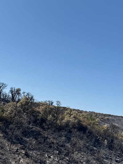 The image captures a post-wildfire landscape in the vicinity of Mas Ambròs, Spain. The foreground is dominated by a steep, rocky hillside heavily charred by fire. Numerous blackened trees with skeletal branches are scattered across the slope, indicative of the intense heat they endured. Above this area of devastation, a line of trees with some foliage remains, appearing as a contrast to the burned landscape. The trees here are mostly deciduous and have light brown or tan leaves, suggesting they may have survived the fire or are in the process of regrowth. The hill rises towards the right, with sparser vegetation and the scar of the fire continuing across the ridge. The environment is characterized by a clear, bright blue sky, implying a sunny day. There are no people or animals visible in the image. The scene is static and depicts the aftermath of a natural event, focusing on the damage and resilience of the vegetation.