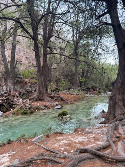 The image displays a natural riverine environment located in the area of San Miguel Atlapulco, Mexico. A clear, shallow river with a light turquoise-green tint flows from the background to the foreground, exhibiting ripples indicating current. Numerous mature trees with thick, dark brown trunks and extensive, gnarled exposed root systems line both banks of the river. The roots extend across the reddish-brown ground, which is covered with fallen organic debris, and partially into the water. Some smaller green foliage is visible on the trees and near the water's edge. The background features a steep hillside covered with sparse, lighter-toned vegetation and bare soil. Rocks of varying sizes are scattered along the riverbanks and partially submerged in the water; one rock in the mid-stream is topped with green moss. No human or animal subjects are visible. The lighting suggests daylight conditions, with an overcast or lightly clouded sky visible through the tree canopy.